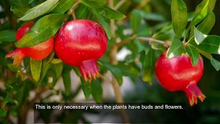 Why pomegranate flowers are not converting to fruits