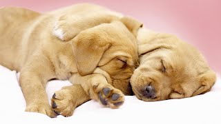 OVER 8 HOURS of Relaxing Music for Dogs and Puppies! Calm Down Stressed or Anxious Dogs and Puppies