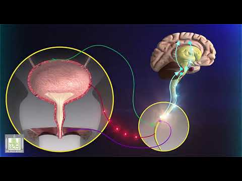 فيديو: في أي شكل يتم تمرير الإشارات على طول الخلايا العصبية؟