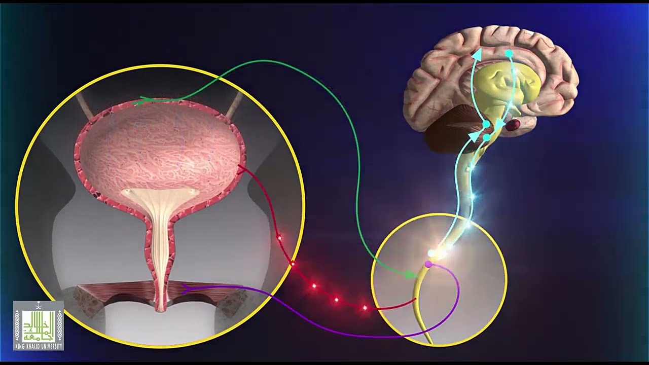كيف يتم نقل الاشارة العصبية ؟ - الافعال الانعكاسية