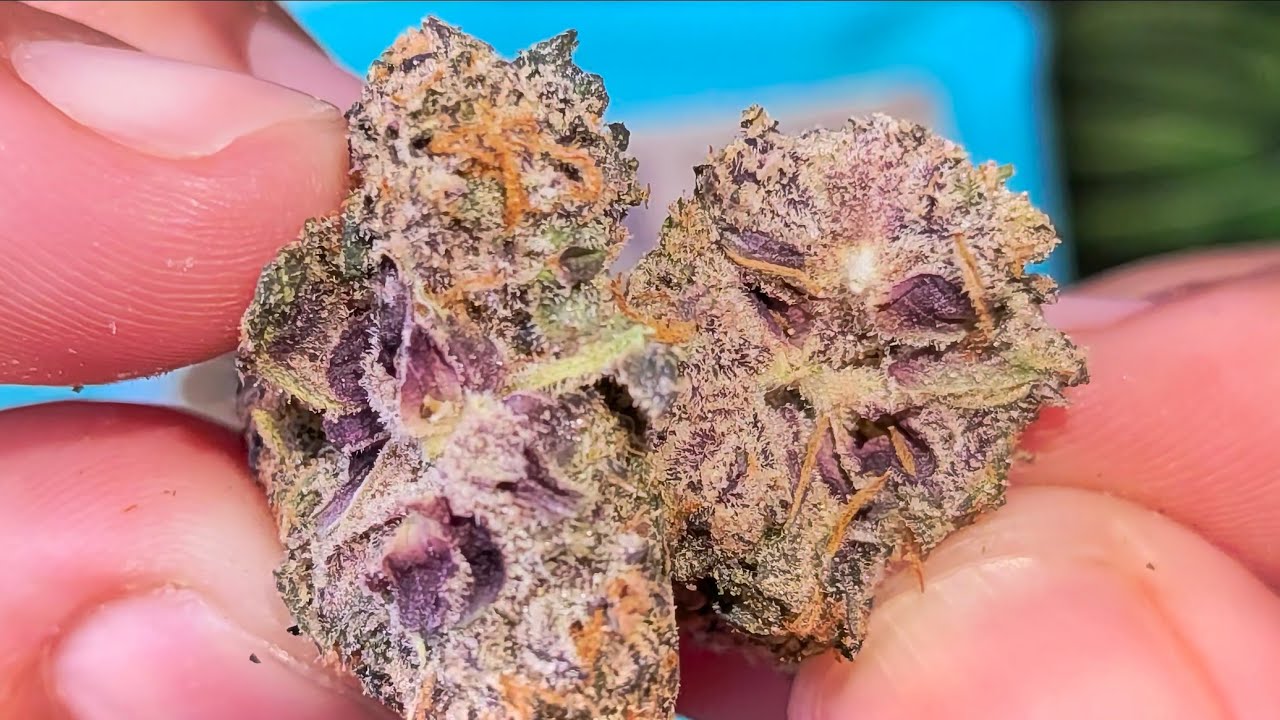 Sherlocks Glass Acai Runtz AAA THCa review!! 🔥 Berry-licious & Potent! 💥