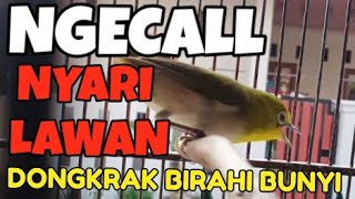 Suara Call Monty Jantan memanggil lawan tercepat naikin birahi bunyi