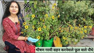 Hot summer flowering plants  for pots  | Rashmi's World -  gardening and lifestyle