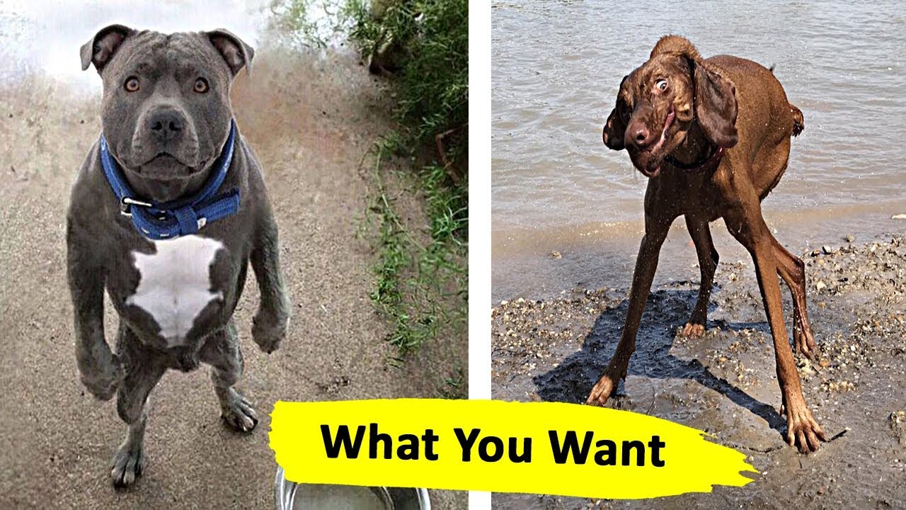 These dogs forgot how to dog - YouTube