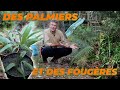 Une astuce pour planter des palmiers  que faire dans mon jardin  semaine 44