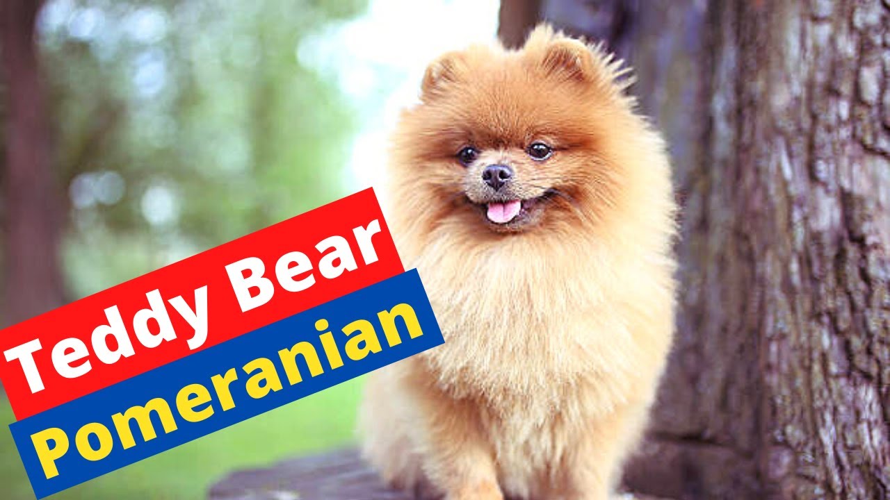 Who's a Teddy Bear Pomeranian? - YouTube