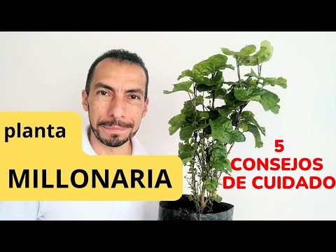 Video: Resistencia a la Dregea china: consejos sobre el cuidado de las plantas Dregea chinas