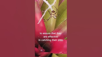 Strive for Excellence