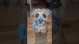 #dog #daxandbaileyshow #adogspurpose #godisreal #therapy #recovery #dogshorts #shorts #short #dogs Content