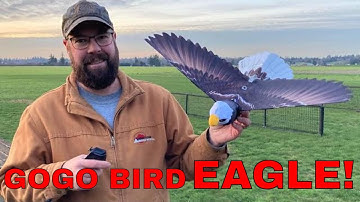 Go Go Bird Eagle Unboxing, Assembly and FUN FLIGHT! Amazing Ornithopter by Hanvon kickstarter 1020
