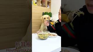 【旺仔很忙🐶Wangzai Is Busy】这狗子真是又菜又爱玩He's Not Good At It, But He Loves To Play With It