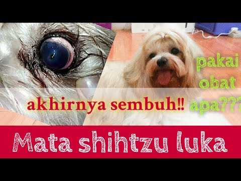 Cara mengobati sakit mata pada anjing /Mata shihtzu luka dan berdarah