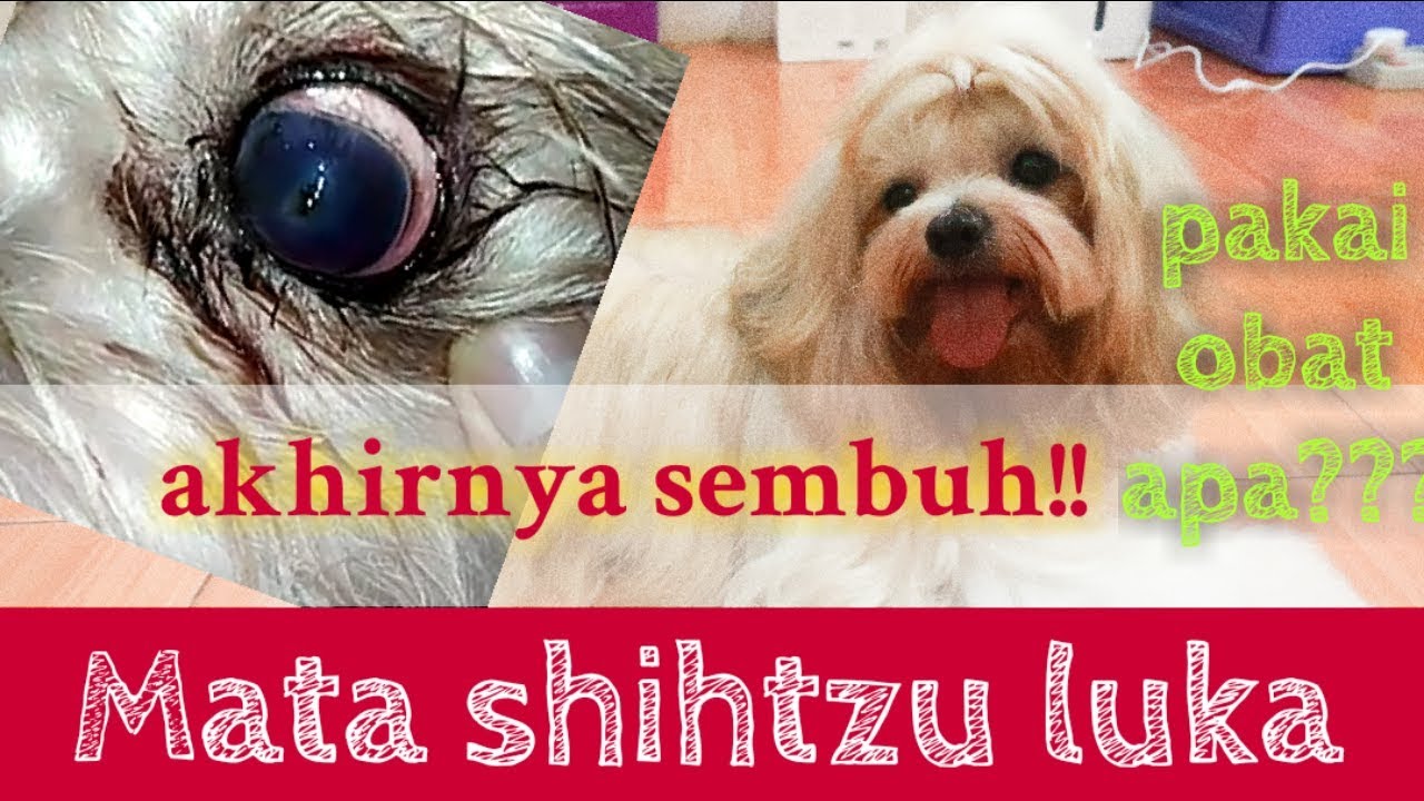 Cara mengobati sakit mata pada anjing /Mata shihtzu luka dan berdarah