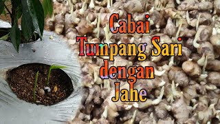 Cabai kriting tumpang sari dengan jahe