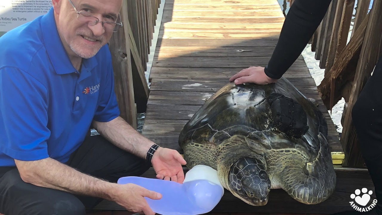 Injured sea turtle swims with new fin - YouTube