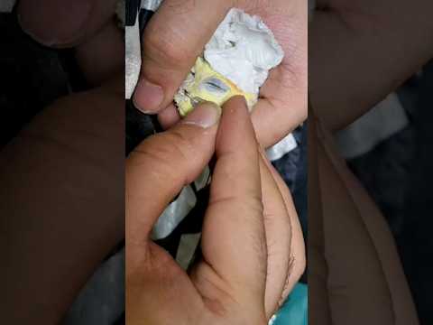 تمیز کردن بینی عروس هلندی با سوزن عروس هلندی سخنگو مرغ مینا سخنگو طوطی سخنگو   