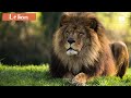 Apprendre avec le refuge de larche  le lion 