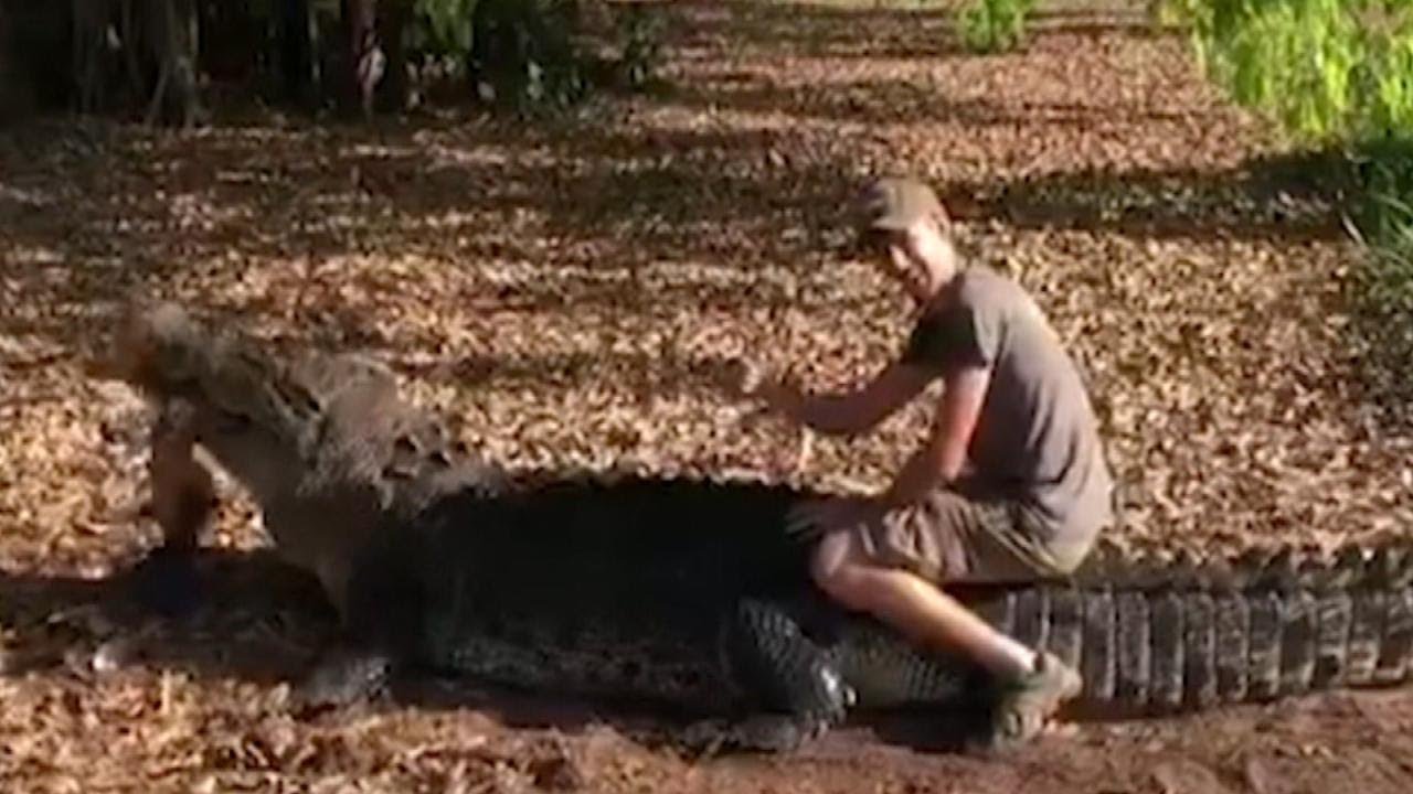 where do you find crocodiles in australia