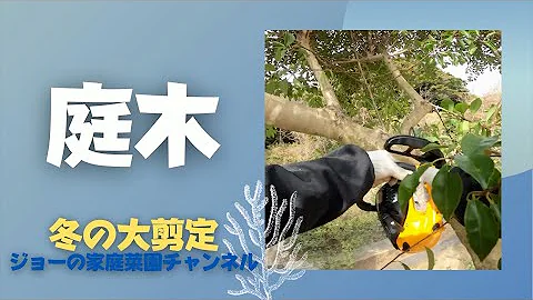庭木 冬の強剪定 荒れ放題の庭木を樹形を小さく透かすコツ Mp3