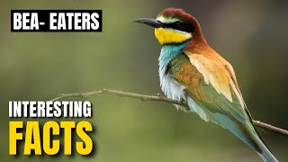 Amazing Facts Of Bee-Eater Interesting Facts The Beast World