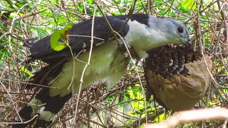 Gavião-gato atacando vespeiro - Gray-headed kite attacking wasp nest (Leptodon cayanensis)