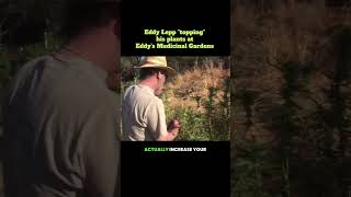 Eddy Lepp topping plants at his garden in 2003