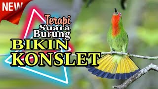 Download Lagu Terapi burung bakalan!! Kompilasi MASTERAN PALING AMPUH MUDAH DITIRU PASS UNTUK BURUNG EMOSI‼️ MP3 Download Lagu Terapi burung bakalan!! Kompilasi MASTERAN PALING AMPUH MUDAH DITIRU PASS UNTUK BURUNG EMOSI‼️ MP3