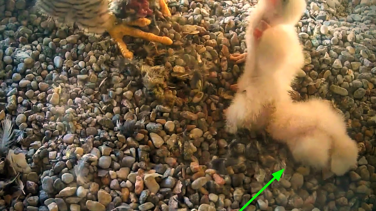 anak falcon itu tampak lemah kondisinya kurang bagus