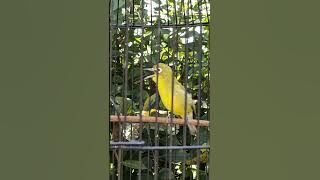 Ciak Lombok, pleci lombok, gacor jos mantap #ciakciak #ciak #plecilombok #plecilombokbetina