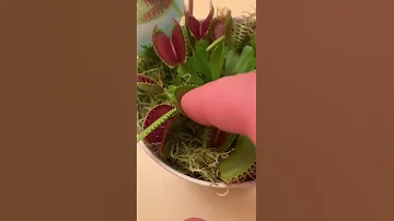 Цветок-монстрик кусается за палец :)