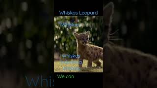 Whiskas Indonesia whiskas Indonesia whiskas Indonesia