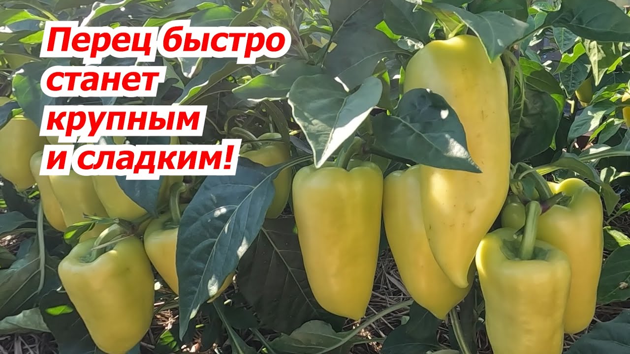 Смотреть видео