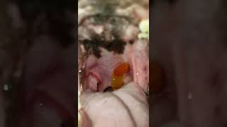 Male husky swallows gummy worm