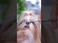 First scissor grooming of full coat shih tzu  