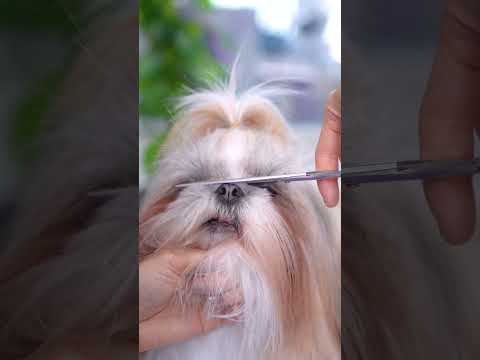 Video: Grooming teknikker til Shih Tzu hunde