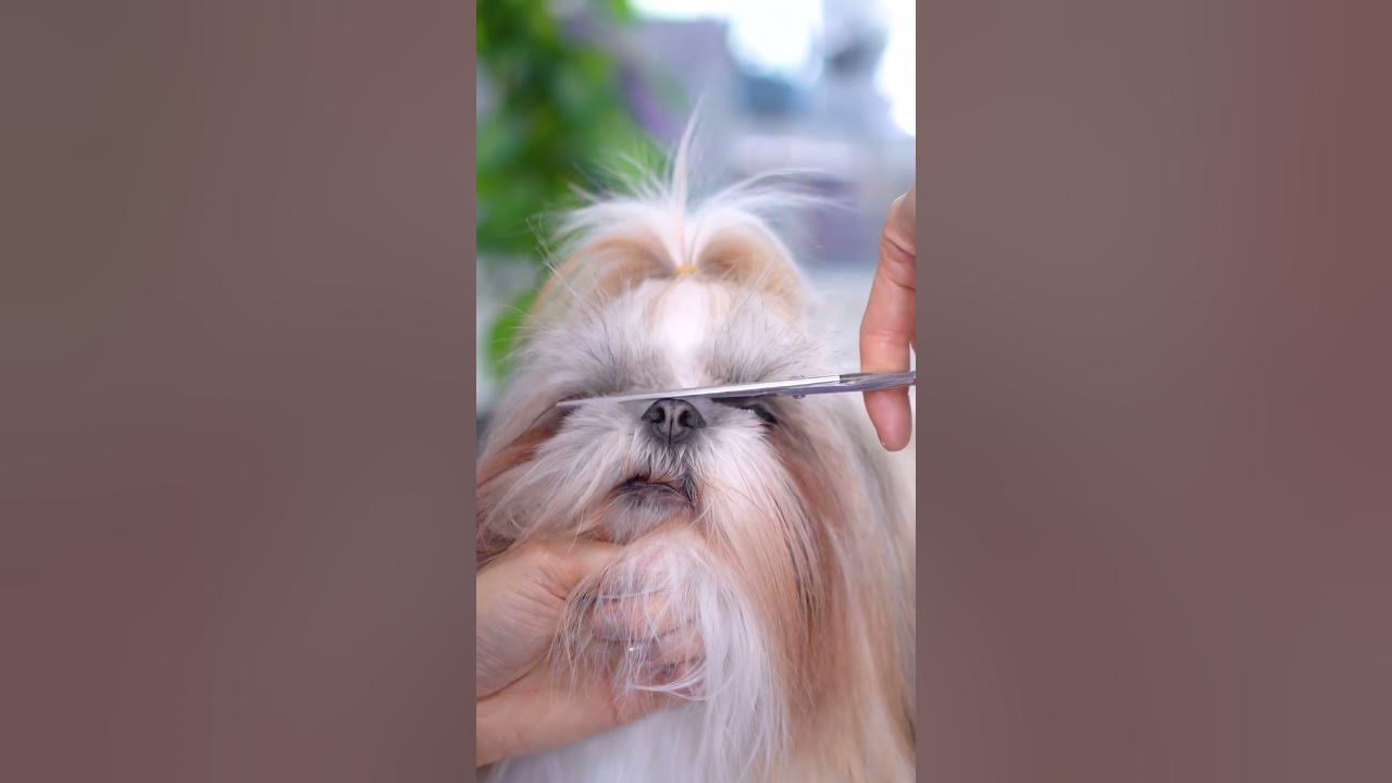 First scissor grooming of full coat shih tzu ! 🐶 ️ YouTube