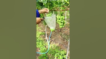 Pest control process of grapes on the vine
