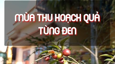 Mùa thu hoạch quả Tùng đen - (Cứt chuột) #14