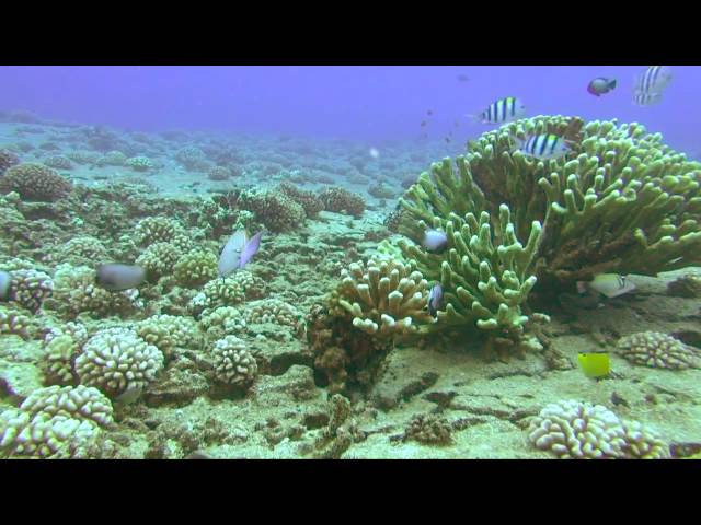 Niihau Dive Sites - Pyramid Point