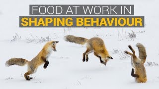 Food at work in Shaping Behaviour by Alyssa Rose 277 views 4 years ago 2 minutes, 7 seconds