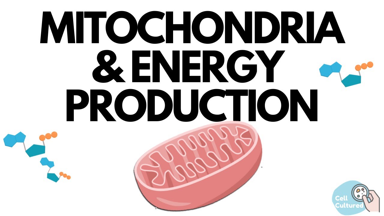 Mitochondria  Energy Production