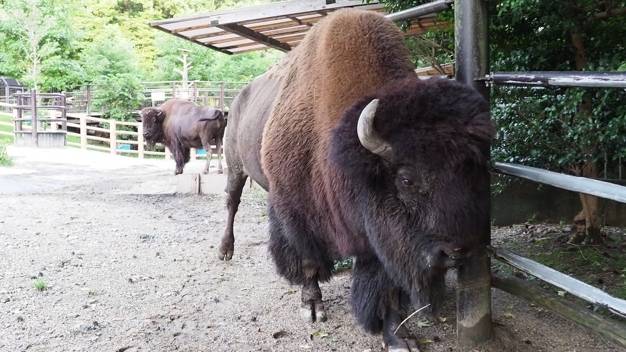 Higashiyama Zoo and Botanical Gardens Official] We asked the
