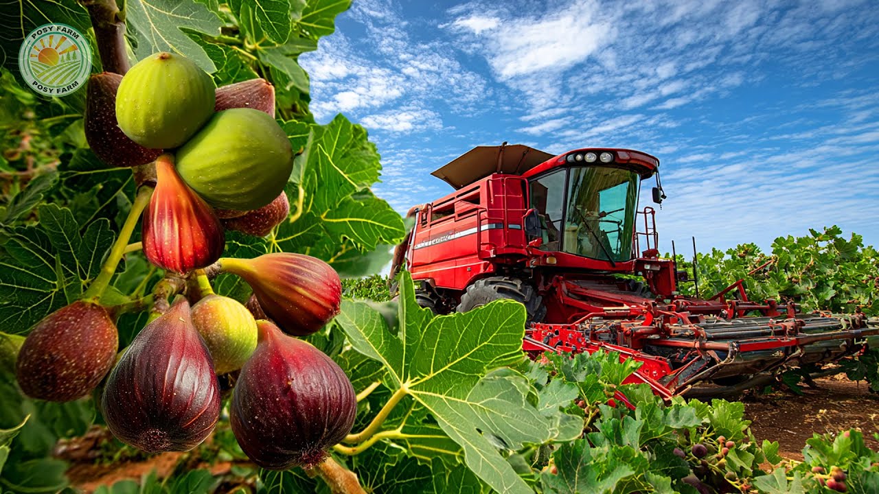 Как японские фермеры собирают гигантский инжир: инновационная технология выращивания