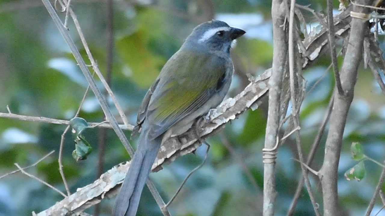 Canto Para Esquentar Trinca Ferro Frio Trinca Ferro Frio Na Natureza Mesmo Com Femea Ele Travou Ao Escutar O Canto De Outro Youtube