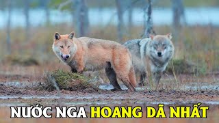 Động Vât Hoang Dã Nước Nga [REPLAY] | Khám Phá Thế Giới Động Vật Hoang Dã