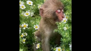 Monkey meme template | #memes#memetemplate#memetemplateformemers#monkeymeme#new#trending#popular |