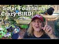Attracting Birds to my Vegetable Garden Tips on Making & Setting up Solar Fountains & Birdbath Bowl