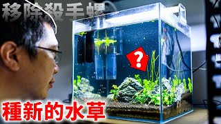 I remove Assassin Snail(Clea Helena) from Shrimps tank, the KILL SNAIL can eat shrimp anymore by Rick Liu 11,688 views 2 years ago 10 minutes, 19 seconds