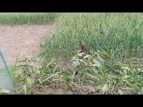 Sujon-Demo-001