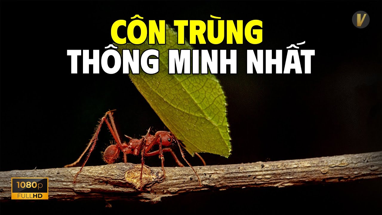 Kiến Cắt Lá Và Nông Nghiệp Cổ Đại Nhất Trái Đất